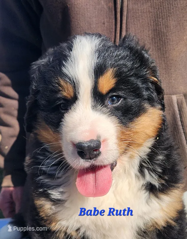 Babe Ruth – Bernese Mountain Dog puppy for sale in Carson City, MI