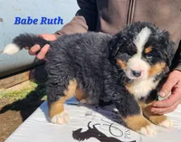 Babe Ruth, a male Bernese Mountain Dog for sale in Carson City, MI – Photo 4 of 4