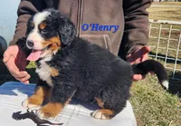 O'Henry, a male Bernese Mountain Dog for sale in Carson City, MI – Photo 4 of 4