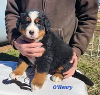 O'Henry, a male Bernese Mountain Dog for sale in Carson City, MI – Photo 3 of 4