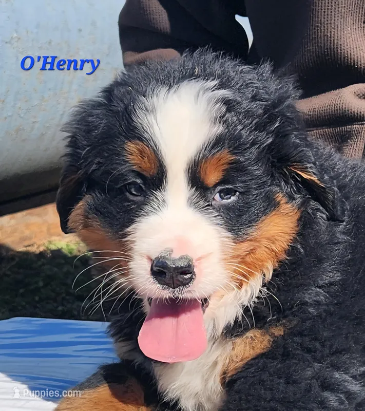O'Henry – Bernese Mountain Dog puppy for sale in Carson City, MI