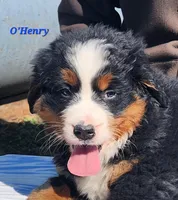 O'Henry, a male Bernese Mountain Dog for sale in Carson City, MI – Photo 1 of 4