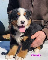 O'Henry, a male Bernese Mountain Dog for sale in Carson City, MI – Photo 2 of 4