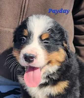 PayDay, a male Bernese Mountain Dog for sale in Carson City, MI – Photo 1 of 3