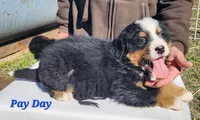 PayDay, a male Bernese Mountain Dog for sale in Carson City, MI – Photo 3 of 3