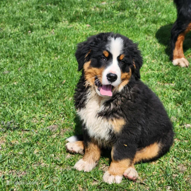 PayDay – Bernese Mountain Dog puppy for sale in Carson City, MI