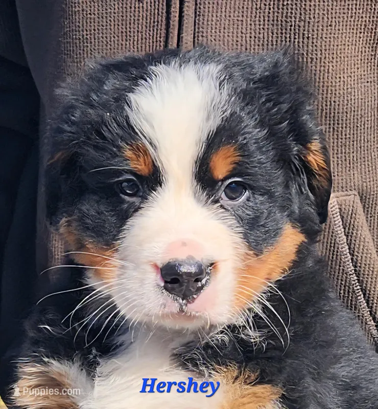 Hershey – Bernese Mountain Dog puppy for sale in Carson City, MI