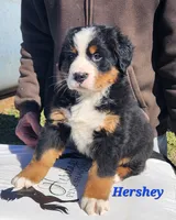 Hershey, a male Bernese Mountain Dog for sale in Carson City, MI – Photo 3 of 4