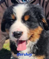 Hershey, a male Bernese Mountain Dog for sale in Carson City, MI – Photo 4 of 4