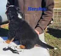 Hershey, a male Bernese Mountain Dog for sale in Carson City, MI – Photo 2 of 4