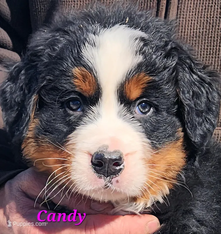 Candy – Bernese Mountain Dog puppy for sale in Carson City, MI