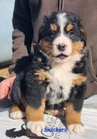 Snickers, a male Bernese Mountain Dog for sale in Carson City, MI – Photo 3 of 4