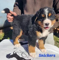 Snickers, a male Bernese Mountain Dog for sale in Carson City, MI – Photo 4 of 4