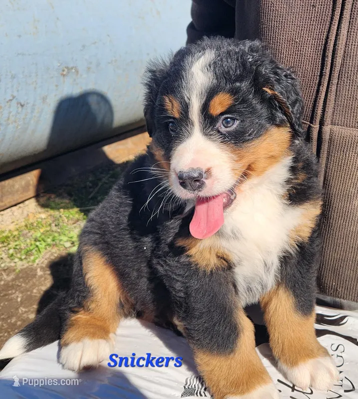 Snickers – Bernese Mountain Dog puppy for sale in Carson City, MI
