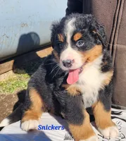 Snickers, a male Bernese Mountain Dog for sale in Carson City, MI – Photo 1 of 4
