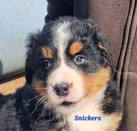 Snickers, a male Bernese Mountain Dog for sale in Carson City, MI – Photo 2 of 4