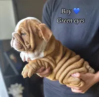 "Conflict ", a male English Bulldog for sale in Illinois, IL – 5 of 10
