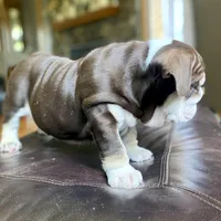 ChocoTri Tootsie Roll, a female English Bulldog for sale in Illinois, IL – Photo 3 of 10