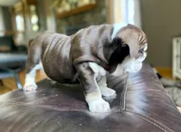 ChocoTri Tootsie Roll, a female English Bulldog for sale in Illinois, IL – Photo 3 of 10