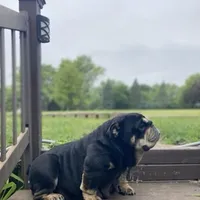 ChocoTri Tootsie Roll, a female English Bulldog for sale in Illinois, IL – Photo 10 of 10