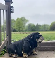ChocoTri Tootsie Roll, a female English Bulldog for sale in Illinois, IL – Photo 10 of 10