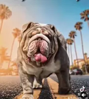 ChocoTri Tootsie Roll, a female English Bulldog for sale in Illinois, IL – Photo 8 of 10