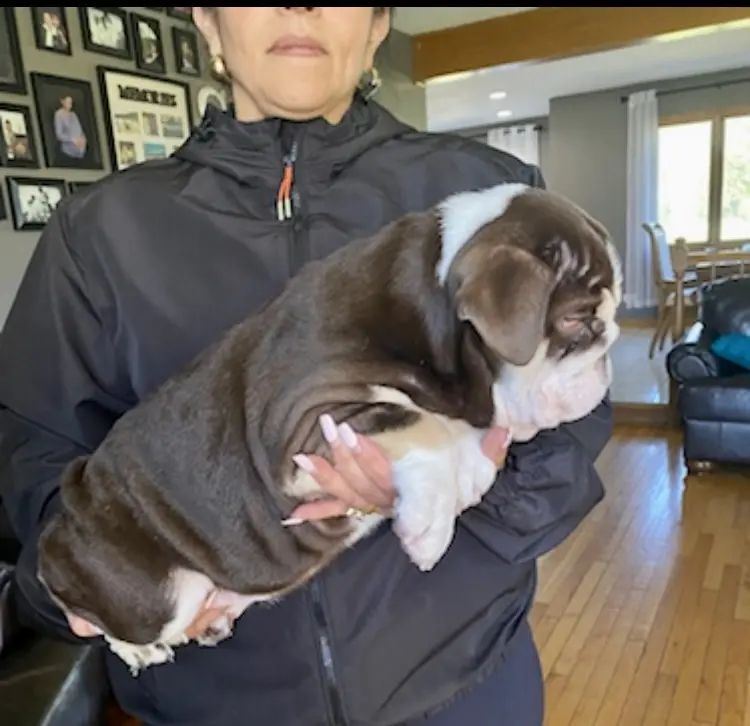 ChocoTri Tootsie Roll