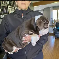 ChocoTri Tootsie Roll, a female English Bulldog for sale in Illinois, IL – Photo 1 of 10