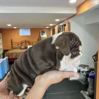 ChocoTri Tootsie Roll, a female English Bulldog for sale in Illinois, IL – Photo 6 of 10