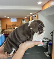 ChocoTri Tootsie Roll, a female English Bulldog for sale in Illinois, IL – Photo 6 of 10