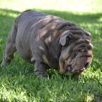 ChocoTri Tootsie Roll, a female English Bulldog for sale in Illinois, IL – Photo 9 of 10