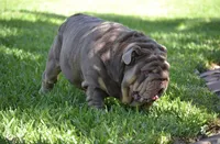 ChocoTri Tootsie Roll, a female English Bulldog for sale in Illinois, IL – Photo 9 of 10