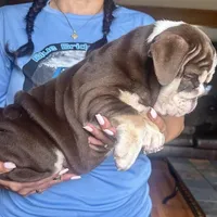 ChocoTri Tootsie Roll, a female English Bulldog for sale in Illinois, IL – Photo 2 of 10