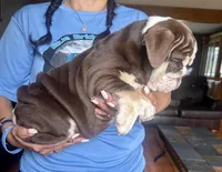 ChocoTri Tootsie Roll, a female English Bulldog for sale in Illinois, IL – Photo 2 of 10