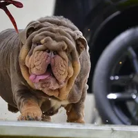 ChocoTri Tootsie Roll, a female English Bulldog for sale in Illinois, IL – Photo 7 of 10