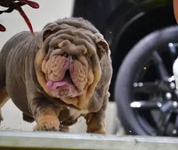 ChocoTri Tootsie Roll, a female English Bulldog for sale in Illinois, IL – Photo 7 of 10