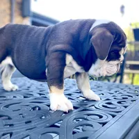 ChocoTri Tootsie Roll, a female English Bulldog for sale in Illinois, IL – Photo 4 of 10