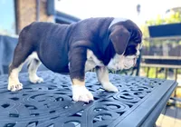 ChocoTri Tootsie Roll, a female English Bulldog for sale in Illinois, IL – Photo 4 of 10