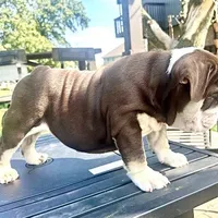 ChocoTri Tootsie Roll, a female English Bulldog for sale in Illinois, IL – Photo 5 of 10