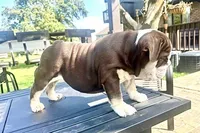 ChocoTri Tootsie Roll, a female English Bulldog for sale in Illinois, IL – Photo 5 of 10
