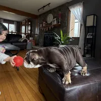 KING EXPRESSO BLUE, a male English Bulldog for sale in Illinois, IL – Photo 4 of 10