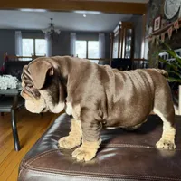 KING EXPRESSO BLUE, a male English Bulldog for sale in Illinois, IL – Photo 2 of 10