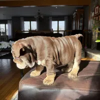 KING EXPRESSO BLUE, a male English Bulldog for sale in Illinois, IL – Photo 5 of 10