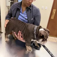 KING EXPRESSO BLUE, a male English Bulldog for sale in Illinois, IL – Photo 6 of 10