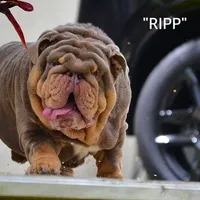 KING EXPRESSO BLUE, a male English Bulldog for sale in Illinois, IL – Photo 8 of 10