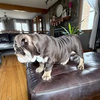 KING EXPRESSO BLUE, a male English Bulldog for sale in Illinois, IL – Photo 1 of 10