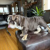KING EXPRESSO BLUE, a male English Bulldog for sale in Illinois, IL – Photo 3 of 10