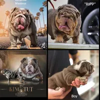 KING EXPRESSO BLUE, a male English Bulldog for sale in Illinois, IL – Photo 7 of 10