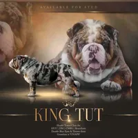 KING EXPRESSO BLUE, a male English Bulldog for sale in Illinois, IL – Photo 10 of 10