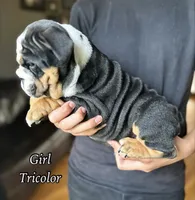 "Conflict ", a male English Bulldog for sale in Illinois, IL – 10 of 10